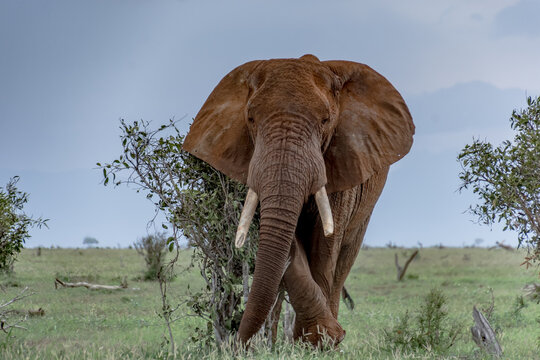 The elephants of Tsavo NAtional PArk