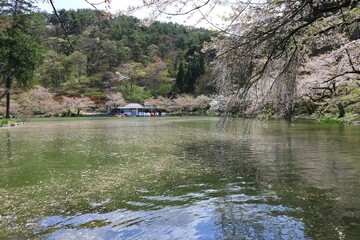 公園の池に散る桜の花びらの花イカダ