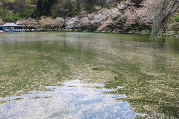 公園の池に散る桜の花びらの花イカダ