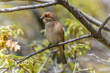 Red backed Shrike on bush (Lanius collurio) is a very good insect and spider hunter. 