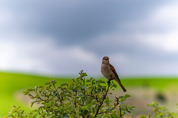 Red backed Shrike on bush (Lanius collurio) is a very good insect and spider hunter. 