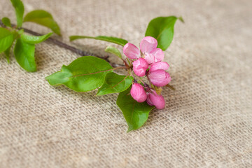 Fototapeta na wymiar Closeup of small bud of blooming sakura on burlap, natural seasonal background