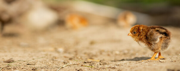 Obraz premium portrait of Easter little fluffy yellow chicken walking in the yard of the village on a Sunny spring day