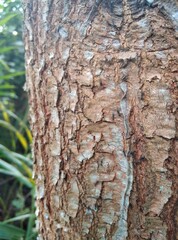 tree bark for background
