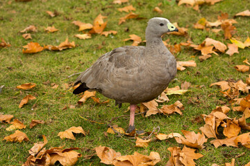 Cape Barren goose (Cereopsis novaehollandiae).