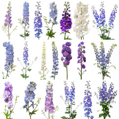 Collection bouquet delphinium flower isolated on white background. Flat lay, top view. Floral pattern, object. Nature concept