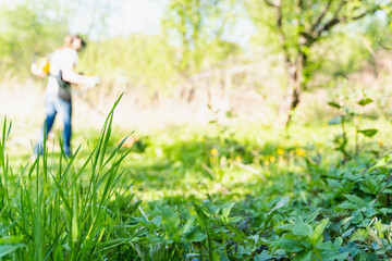 man mows grass with trimmer, focus on foreground blurred background