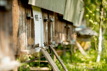 A lot of bees returning to bee hive and entering beehive with collected floral nectar and flower pollen. Swarm of bees collecting nectar from flowers. Healthy organic farm honey.