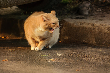 The red street cat is aggressive, hisses. Selective focus on the eyes.