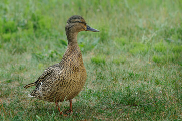  duck stands in the grass. Profile. Close-up
