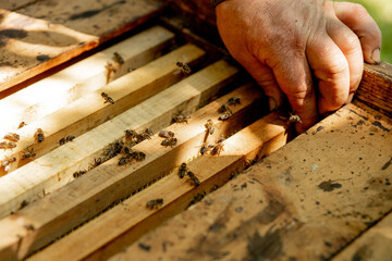 Bee hives in care of bees with honeycombs and honey bees. beekeeper opened hive to set up an empty frame with wax for honey harvesting.