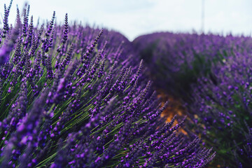 scenery beauty of nature, close up view of blooming lavender flowers