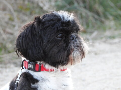 Shih tzu dog is wise and could be the master of the Ewok from Star Wars