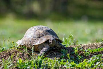 Closeup of a beautiful turtle portrait. Turtle crawling on a green grass