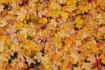 Naklejka na ściany i meble A carpet of fallen coloured leaves of maple