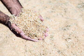 wheat sieve old time process
