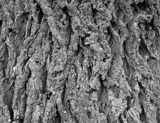 Bark of tree
