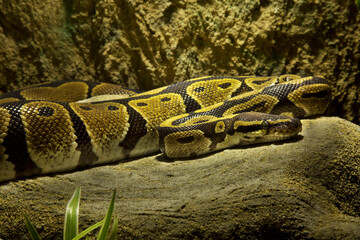Ball python,  royal python (Python regius).