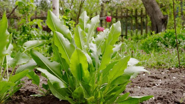 Plant horseradish in garden in the wind
