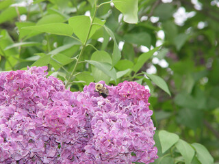 Bumble bee in a purple lilac