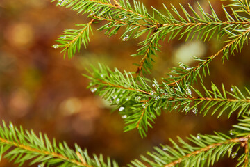 Green fir tree branch with drops of water in the forest with sun rays