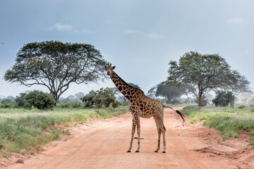 A giraffe in the wild - obrazy, fototapety, plakaty