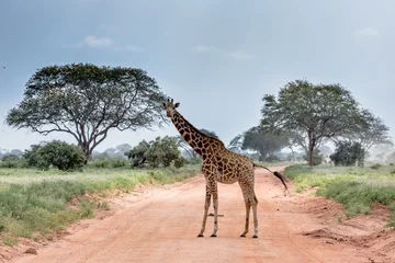 Rolgordijnen A giraffe in the wild © Hamidslens
