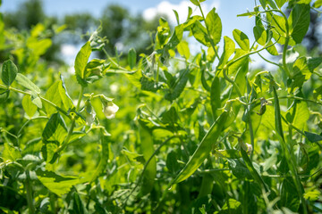 Obraz premium growing green sugar peas in organic quality without pesticide on the farm