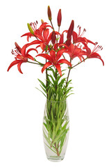 Red lilies bouquet in a vase isolated on white background. Beautiful still life. Flowers in the shape of a star. Spring time. Flat lay, top view