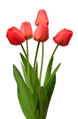 Bouquet red tulips flowers isolated on white background. Still life, wedding. Flat lay, top view