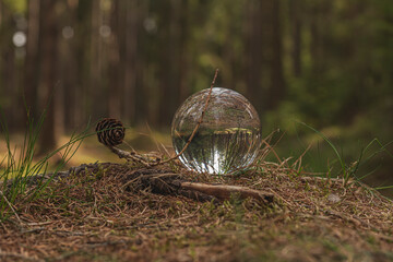 Glass ball in the woods on pine needles. Artistic photo of a forest stand.