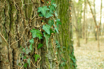 Ivy on a tree