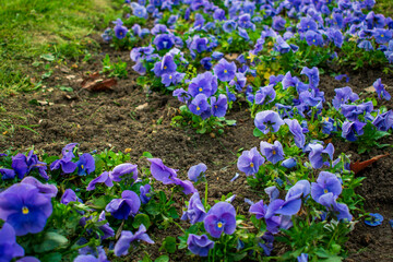 Violet flowers in a garden