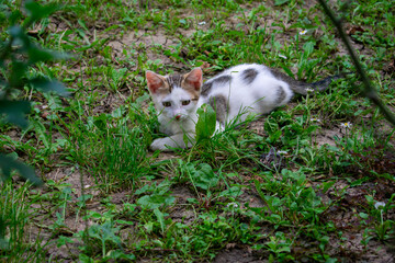 Naklejka na ściany i meble White cat lying on grass