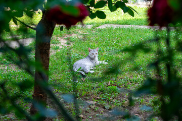 Cat resting on grass.