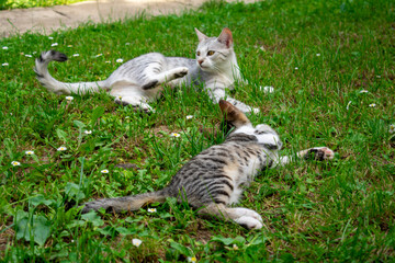Cats on the grass