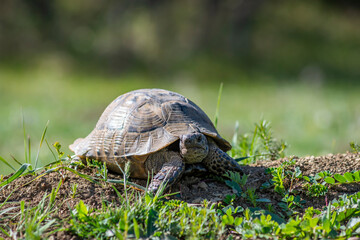 Closeup of a beautiful turtle portrait. Turtle crawling on a green grass