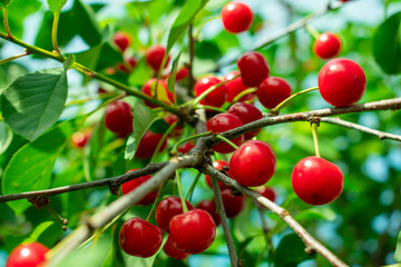 Cherries on a tree.