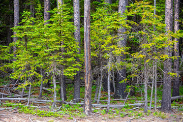 Fototapeta premium Cypress Hills Provincial Park Alberta Canada