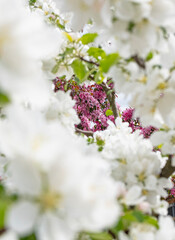 Violet cherry flowers on a background of white flowers of an apple tree. Lush flowering in the spring. Copy space