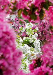 White flowers of apple tree on a background of red flowers of a cherry. Lush flowering in spring