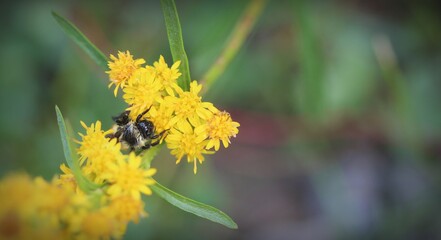 Bee on yellow flowers 