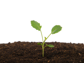 Young cabbage plant in soil

