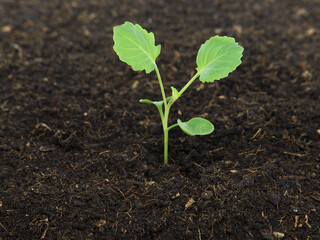 Young cabbage plant in soil