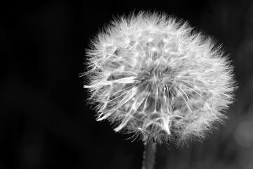 Dandelion close up