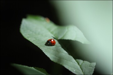 Lady bug on leave