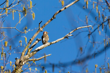 Yellow -bellied woodpecker. Natural scene from Wisconsin.