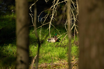 Duck Mallard drake in the forest
