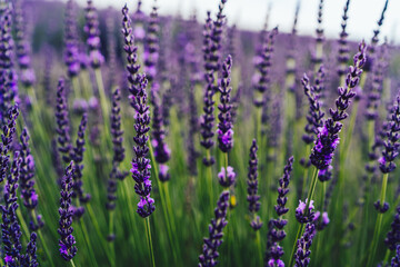 Fototapeta premium scenery beauty of nature, close up view of blooming lavender flowers