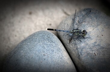 Dragonfly on Stones